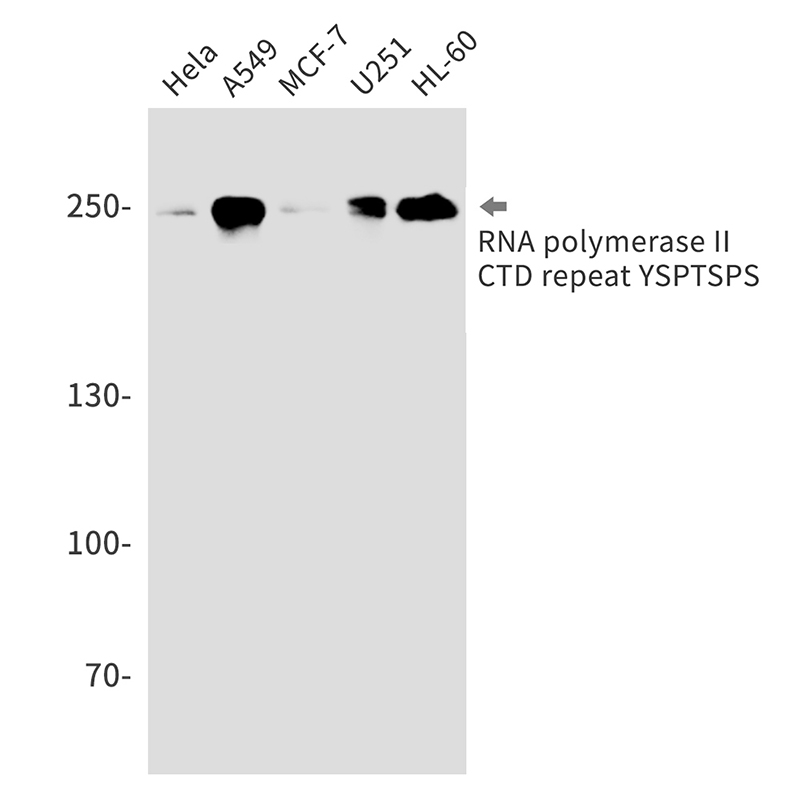 RNA polymerase II CTD repeat YSPTSPS Rabbit mAb