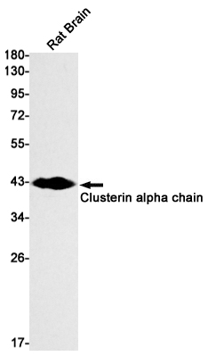 Clusterin alpha chain Rabbit mAb