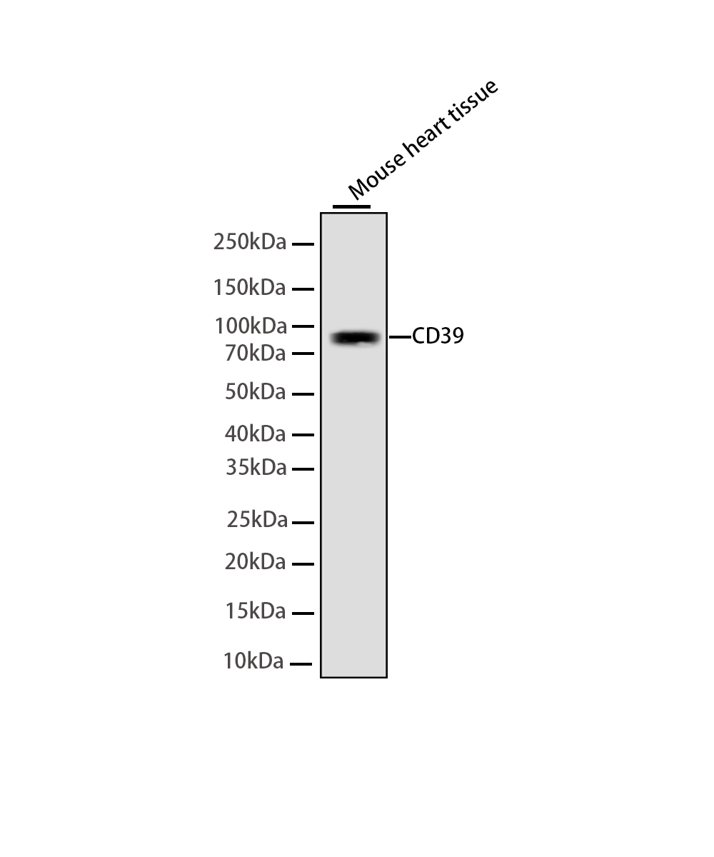 CD39 Rabbit mAb
