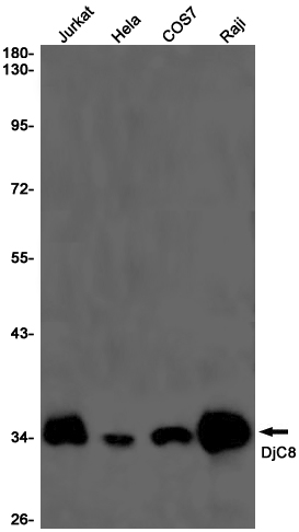 DjC8 Rabbit mAb