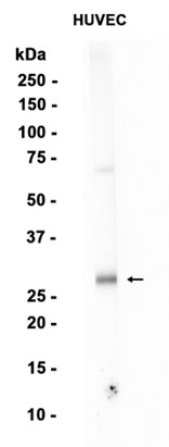 EGFL7 Rabbit mAb