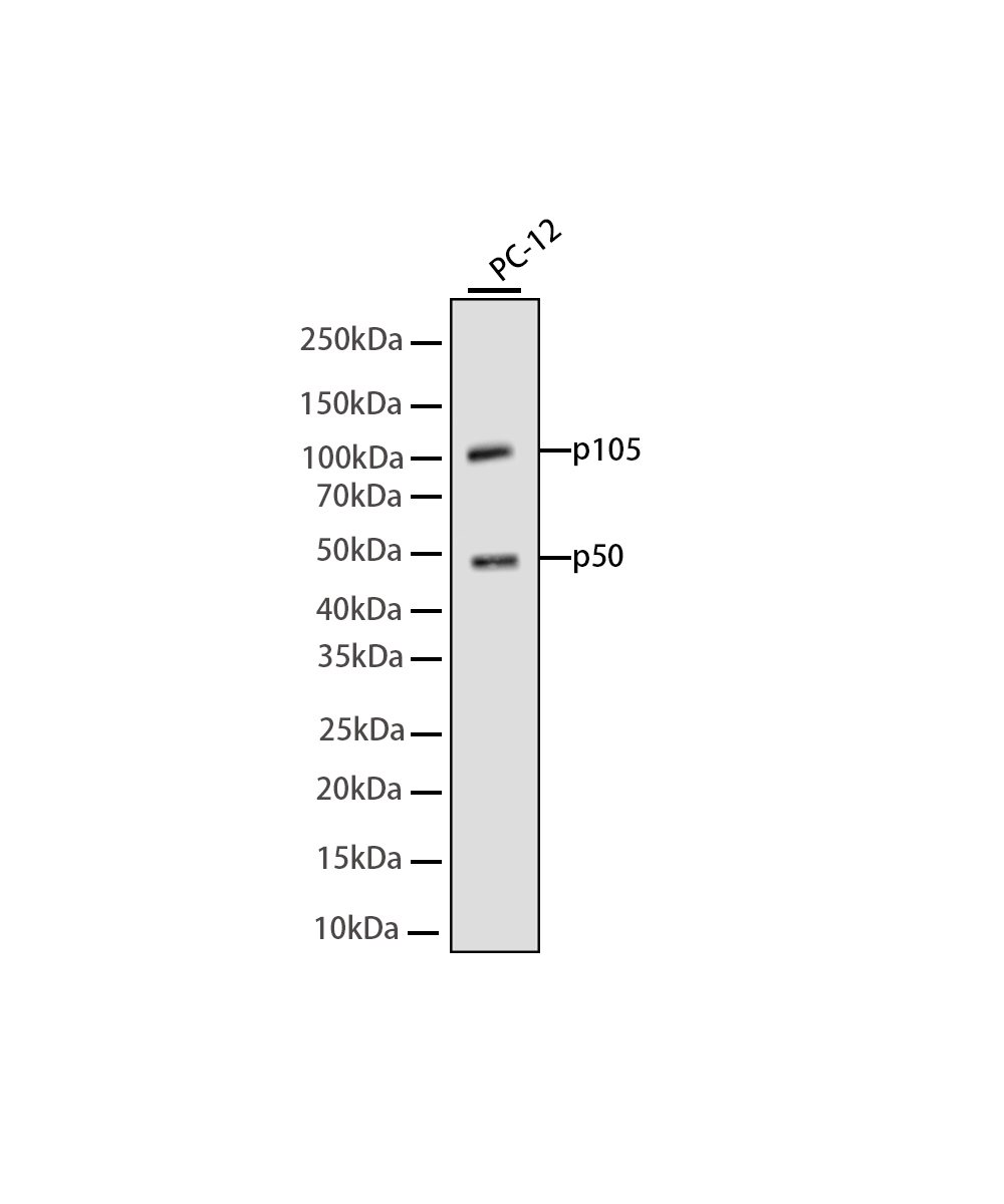 NFkB p105/p50 Rabbit mAb