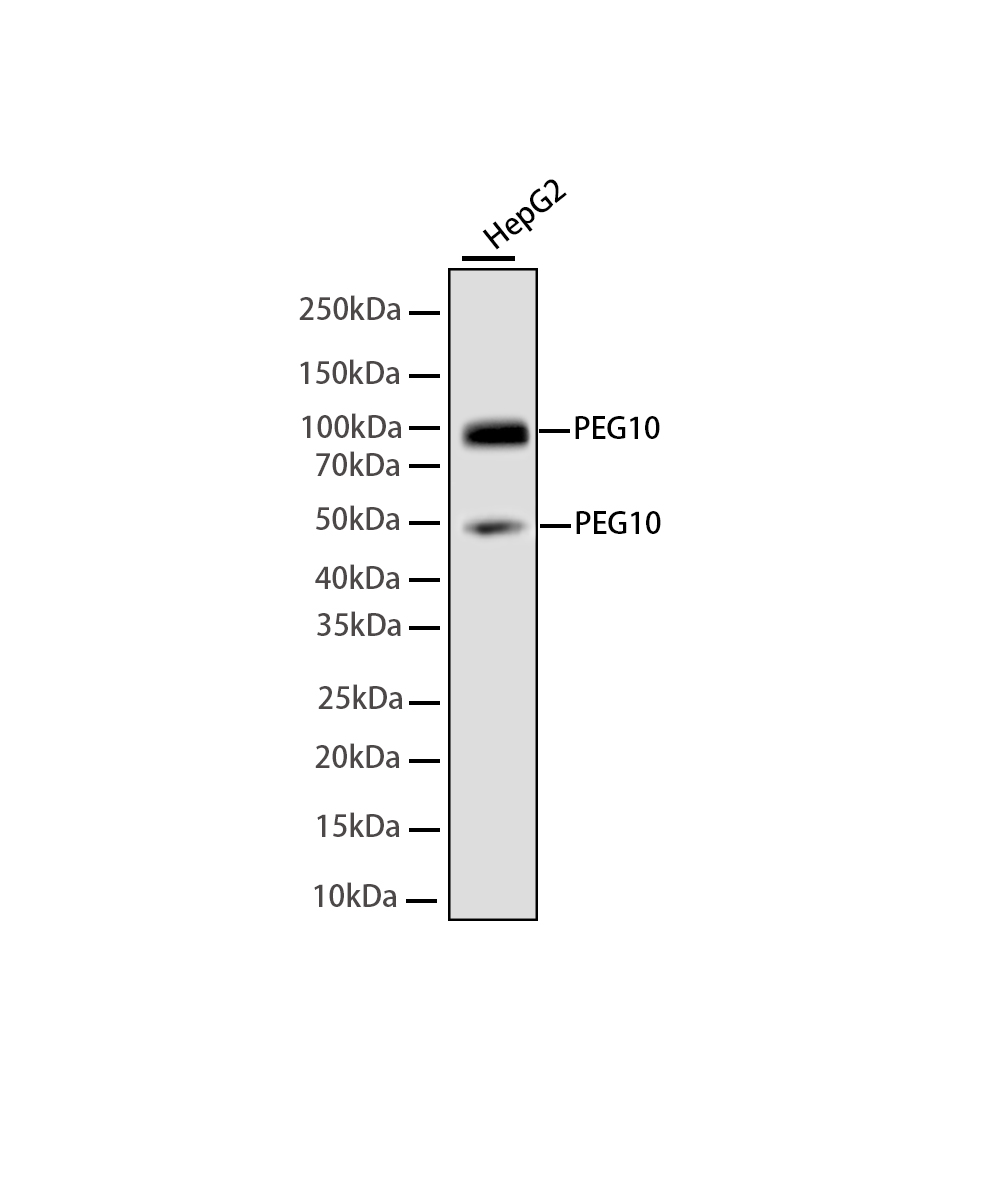 PEG10 Rabbit mAb