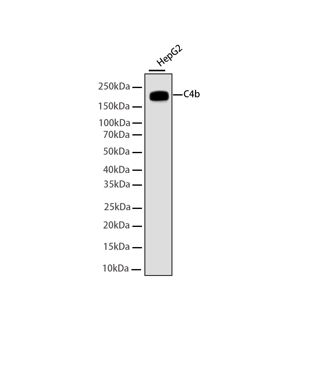 C4b Rabbit mAb