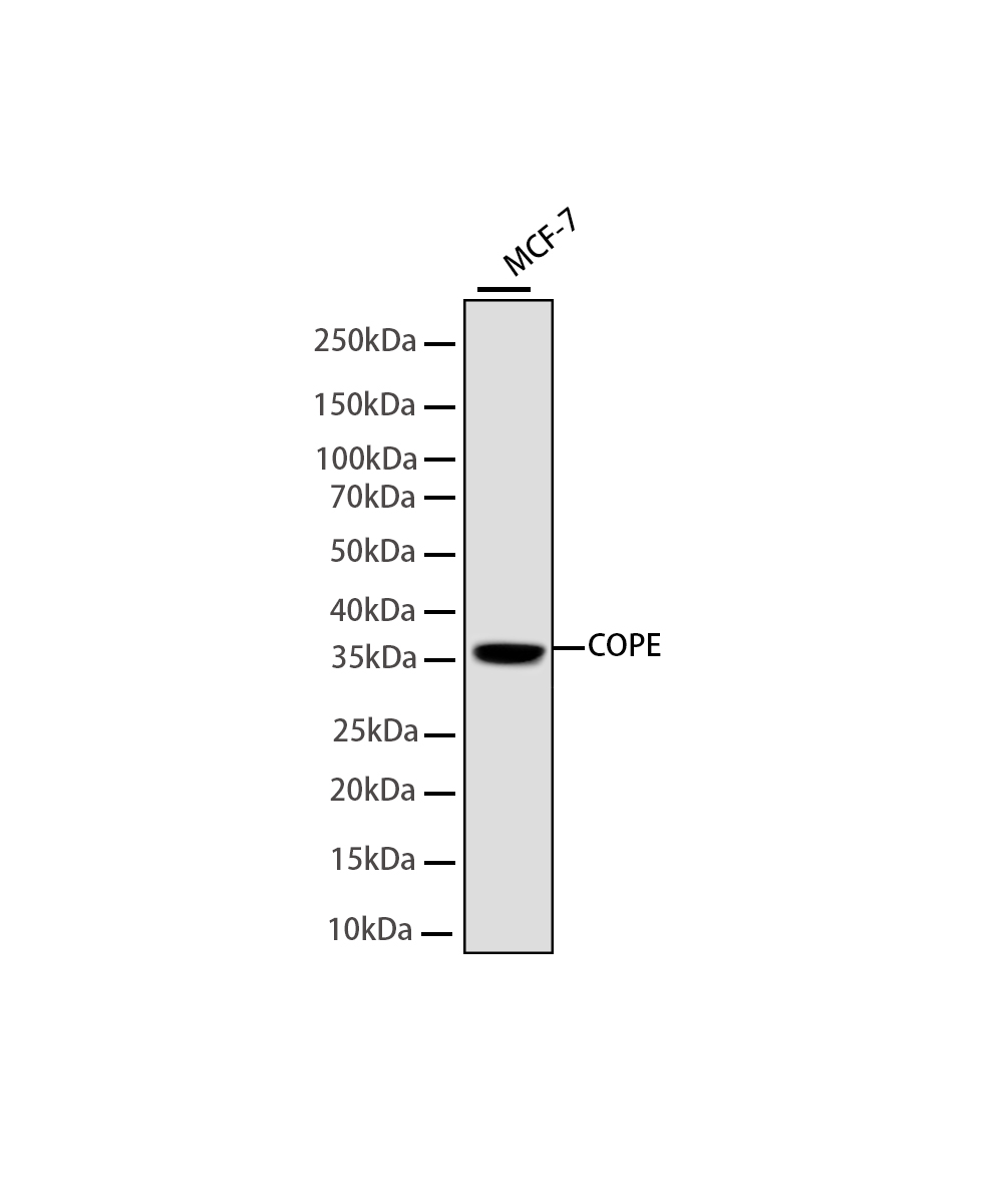COPE Rabbit mAb
