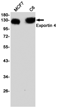 Exportin 4 Rabbit mAb