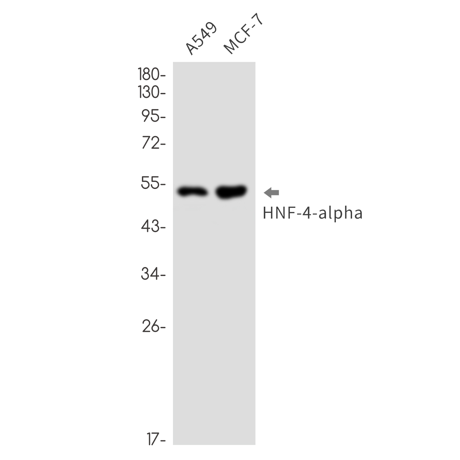 HNF-4-alpha Rabbit mAb