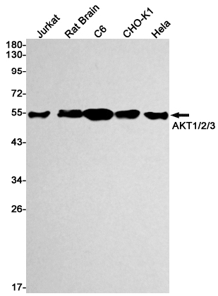 AKT1/2/3 Rabbit mAb
