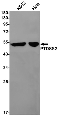 PTDSS2 Rabbit mAb