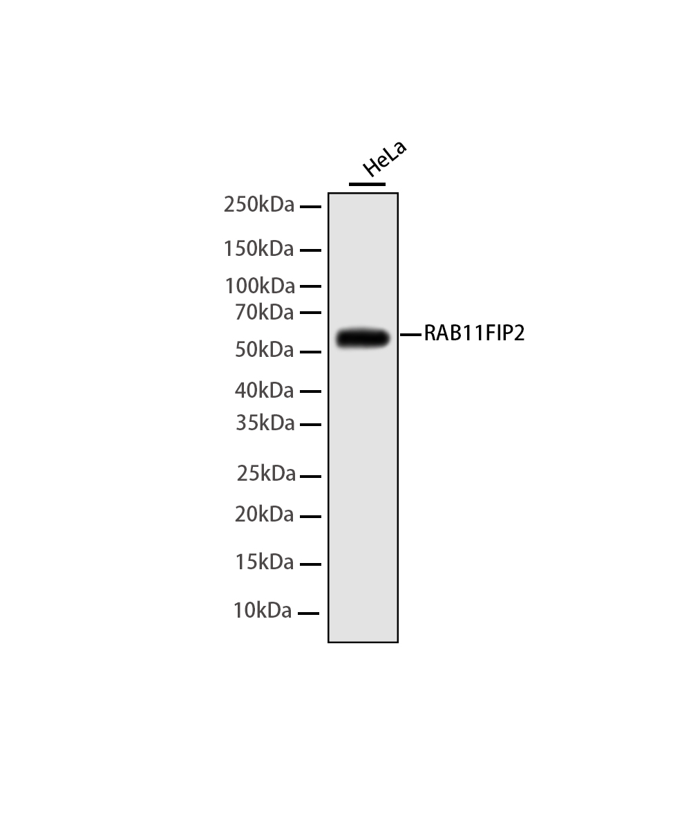 RAB11FIP2 Rabbit mAb