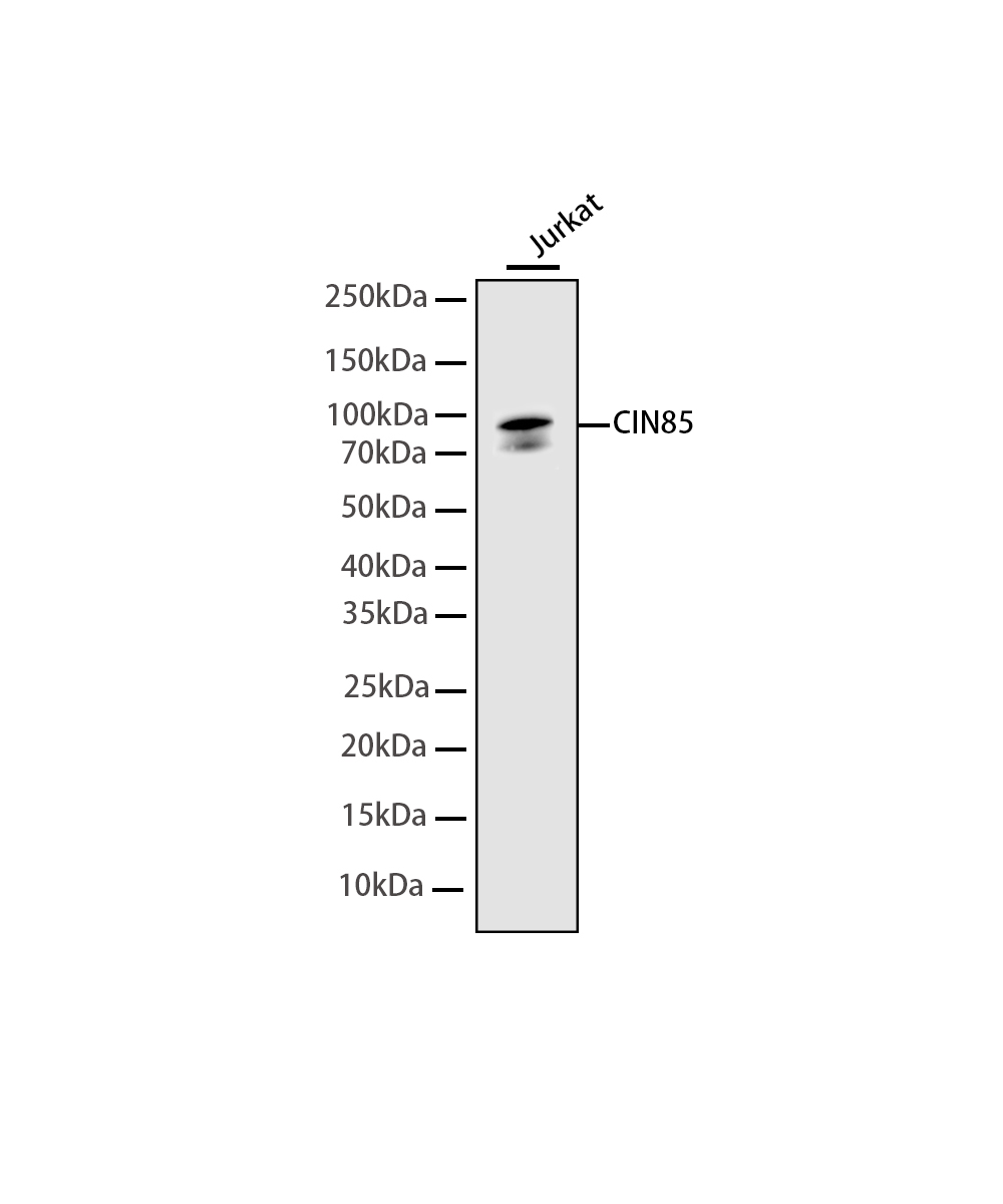 CIN85 Rabbit mAb