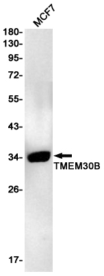 TMEM30B Rabbit mAb