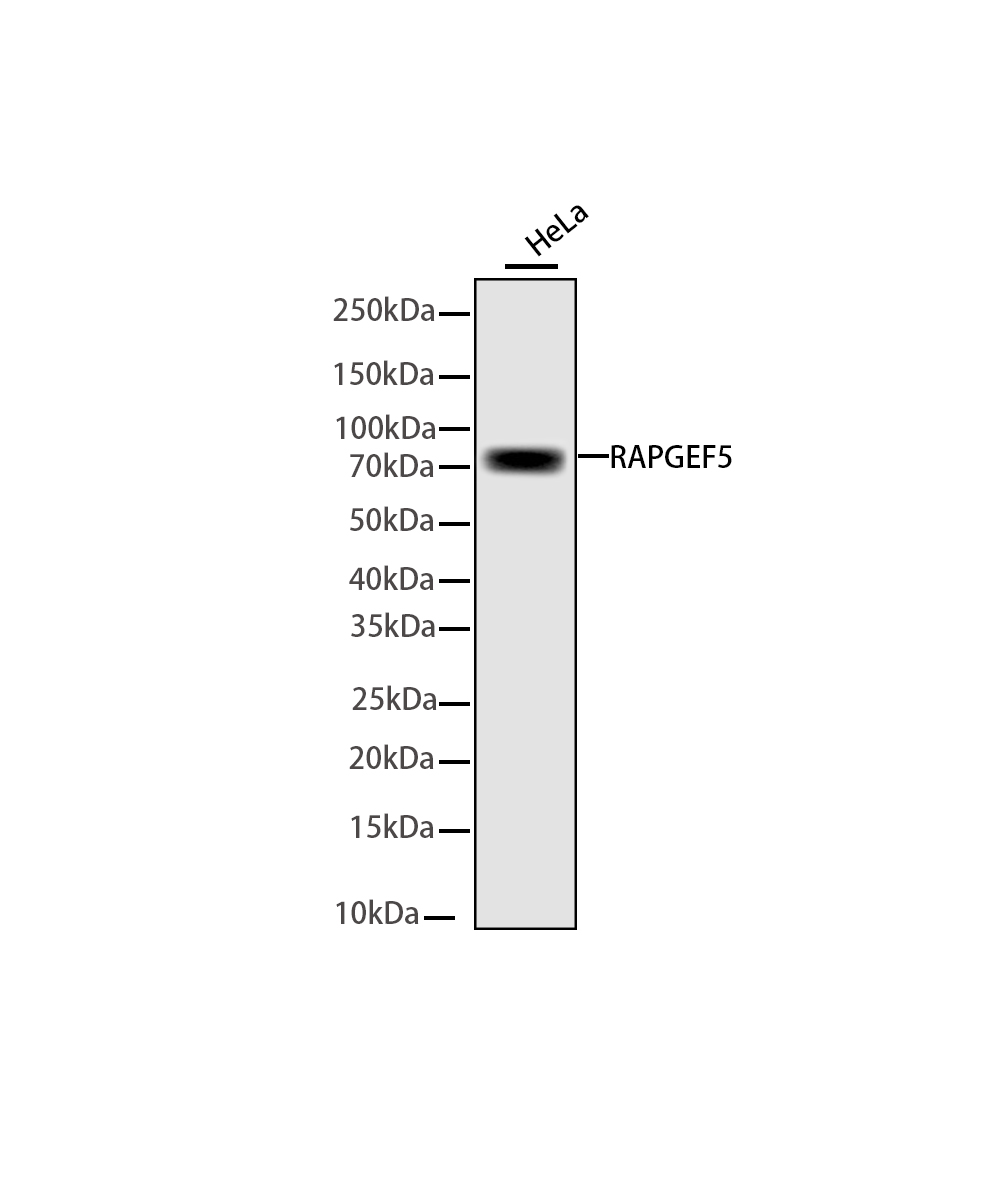 RAPGEF5 Rabbit mAb
