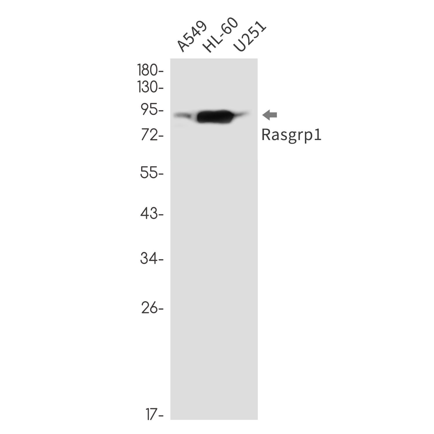 Rasgrp1 Rabbit mAb