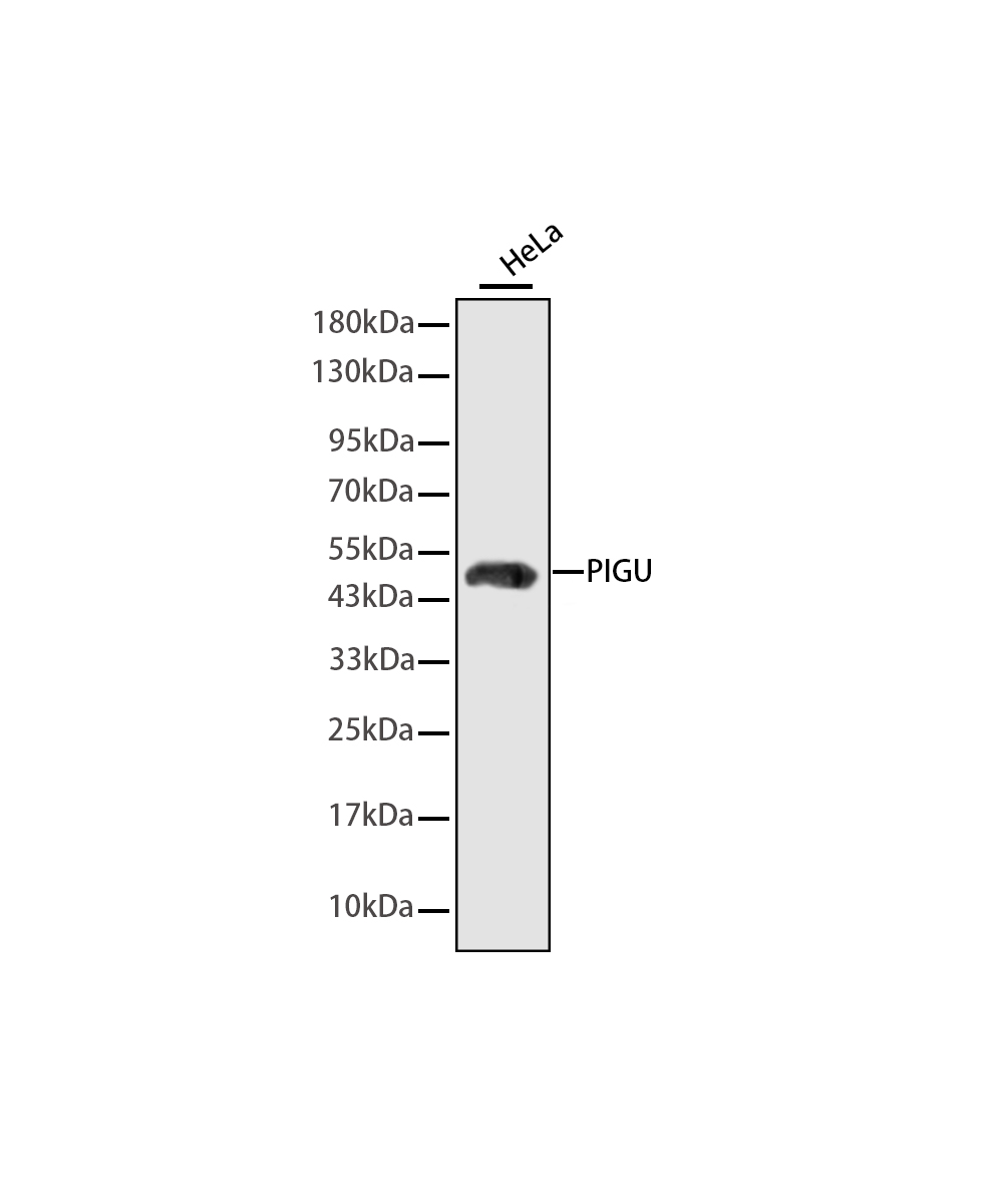 PIGU Rabbit mAb