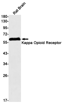 Kappa Opioid Receptor Rabbit mAb