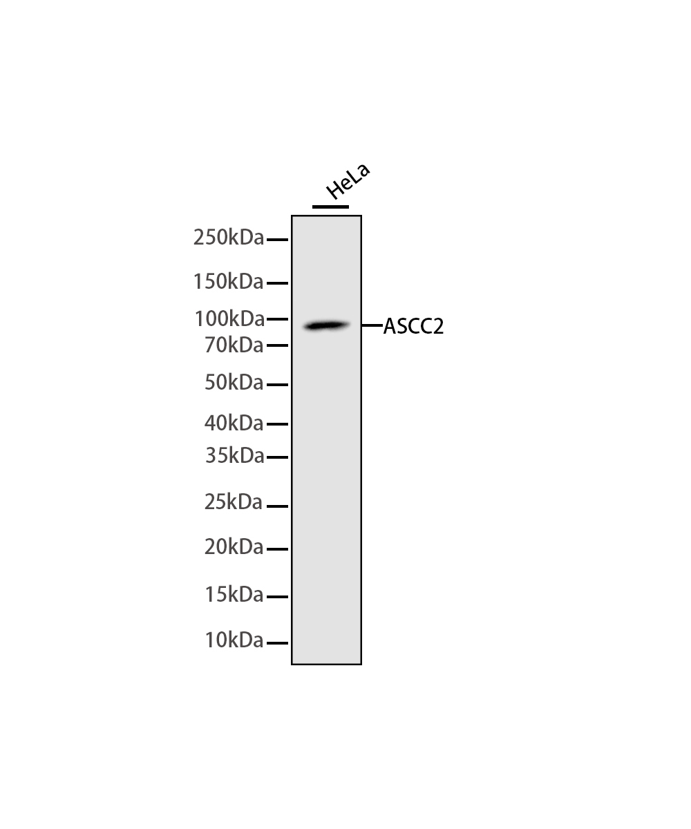 ASCC2 Rabbit mAb