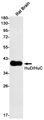HuD/HuC Rabbit mAb