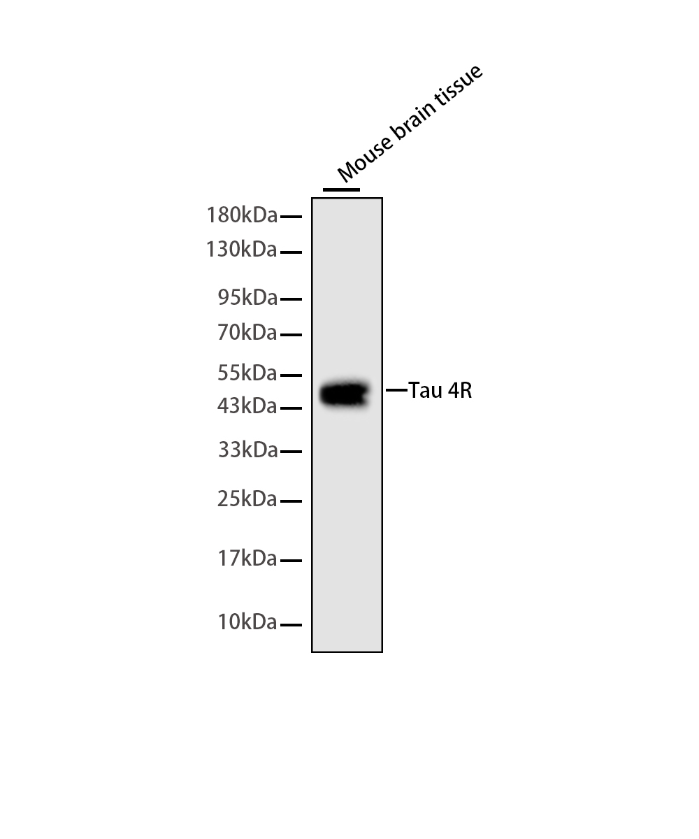 Tau 4R Rabbit mAb