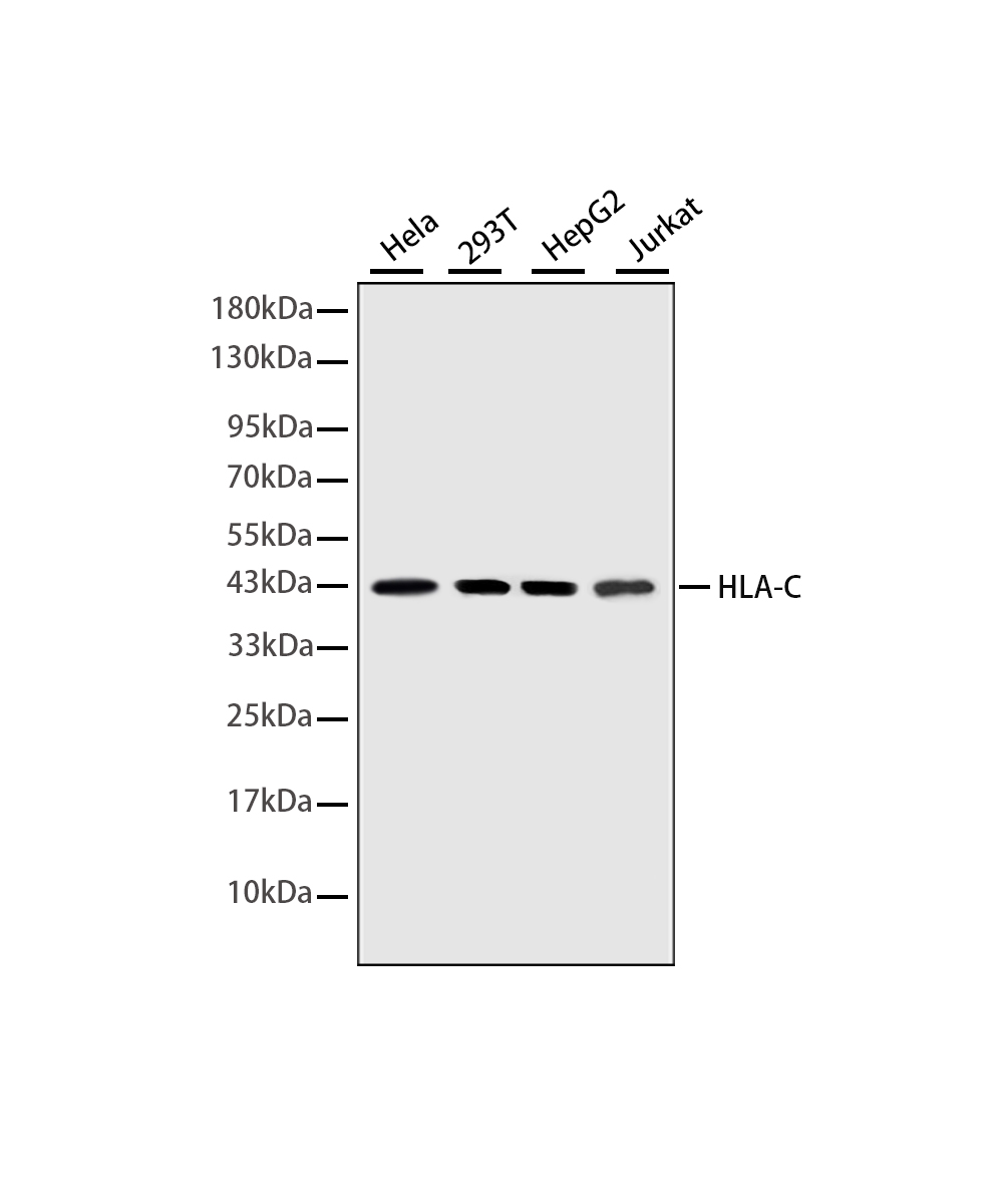 HLA-C Rabbit mAb