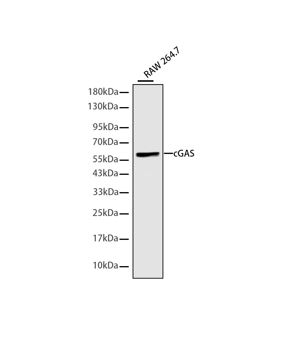 cGAS Rabbit mAb