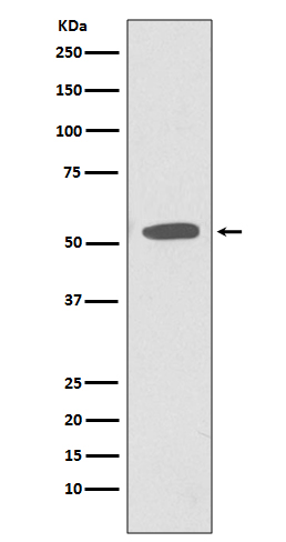 CD47  Rabbit mAb
