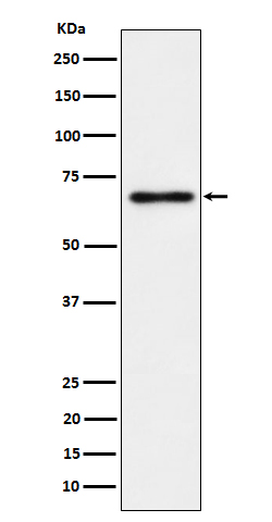 NR2C2 / TR4 Rabbit mAb