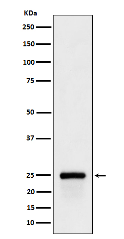 GSTA4 Rabbit mAb