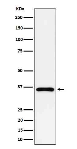 GAS2 Rabbit mAb