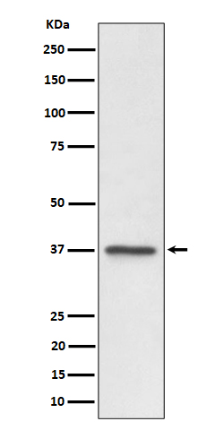 C3orf38 Rabbit mAb