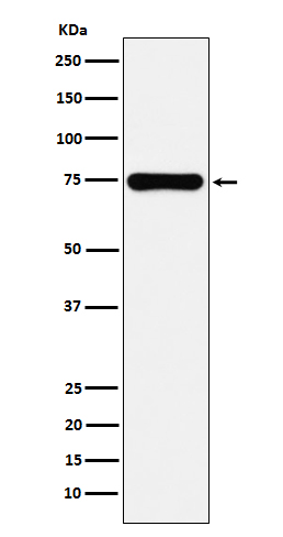 COX2 Rabbit mAb