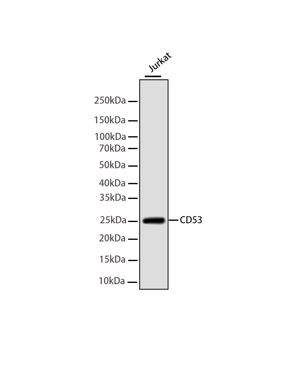 CD53 Rabbit mAb