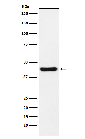 NUDEL Rabbit mAb