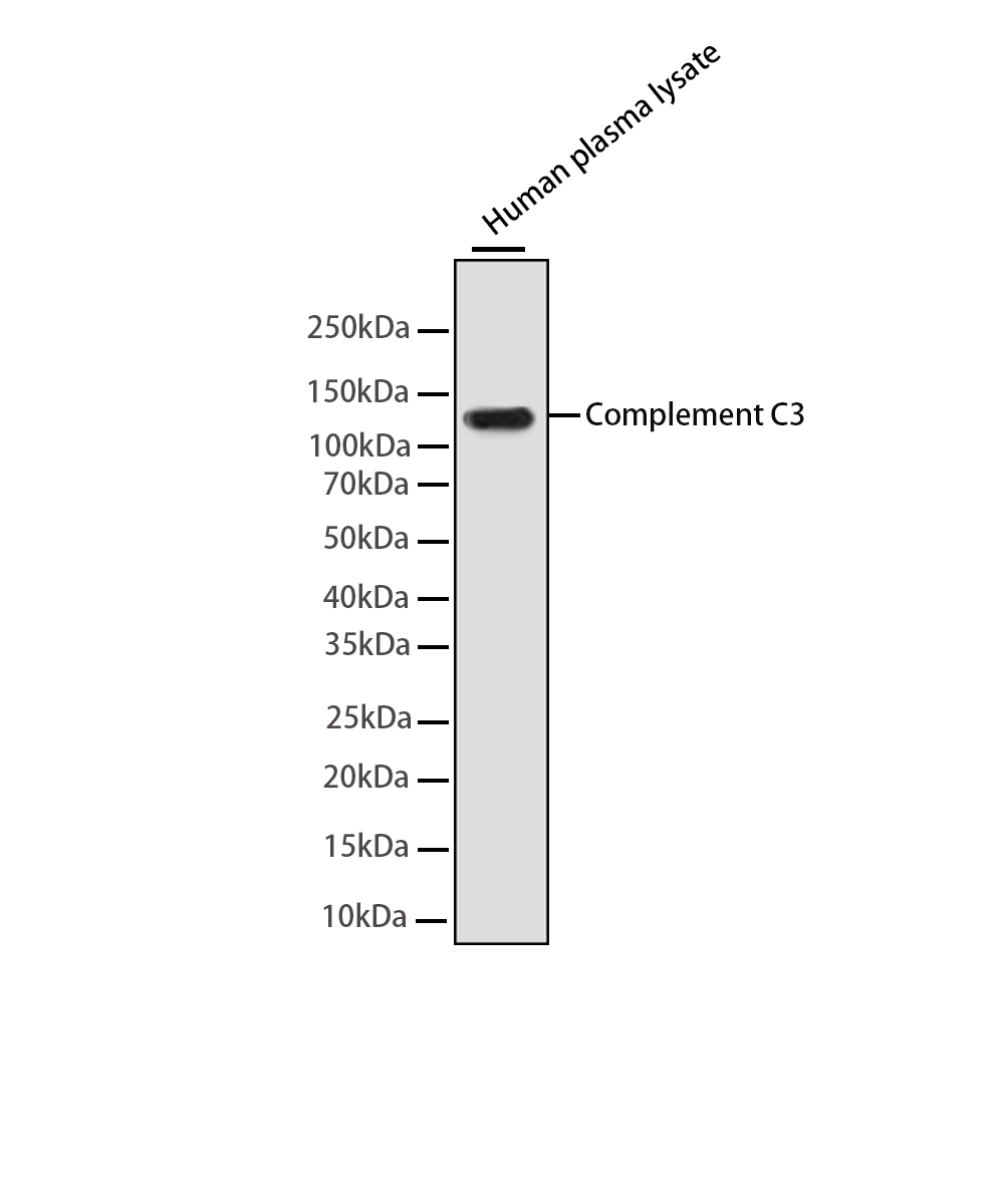 Complement C3 Rabbit mAb