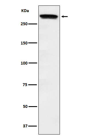 Huntingtin Rabbit mAb