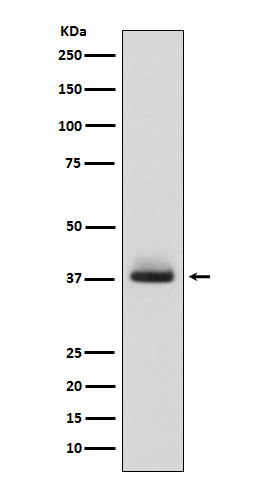Glycophorin A Rabbit mAb