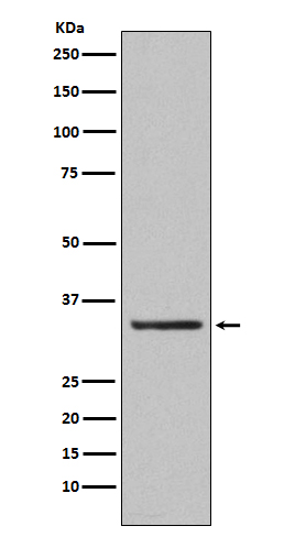 Orai1 Rabbit mAb