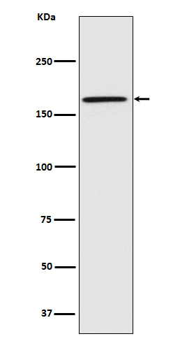 Caspr Rabbit mAb