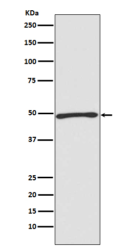 Atg4C Rabbit mAb