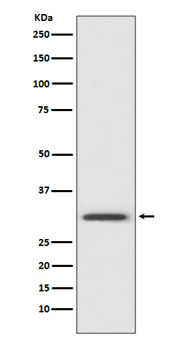 Annexin V Rabbit mAb