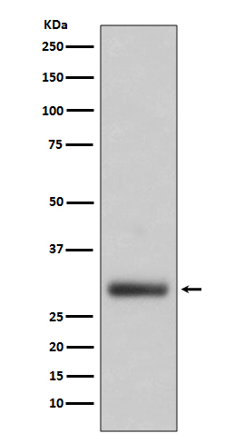 Neutrophil Elastase Rabbit mAb