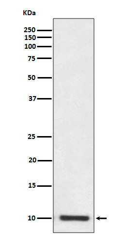 S100P Rabbit mAb
