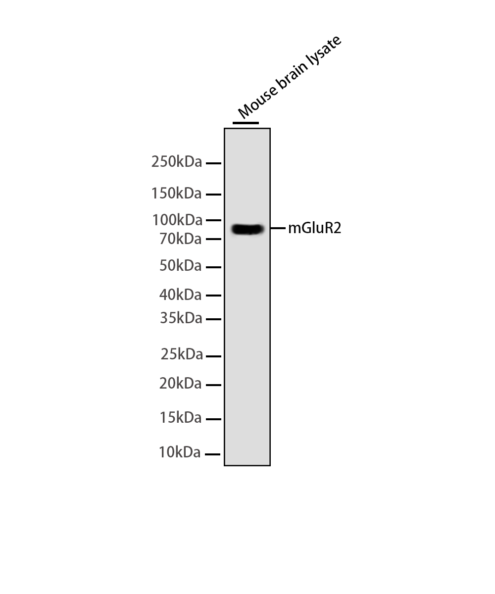 mGluR2 Rabbit mAb