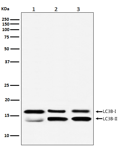 LC3B Rabbit mAb