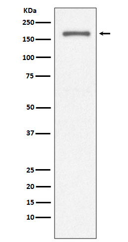 CD11a Rabbit mAb