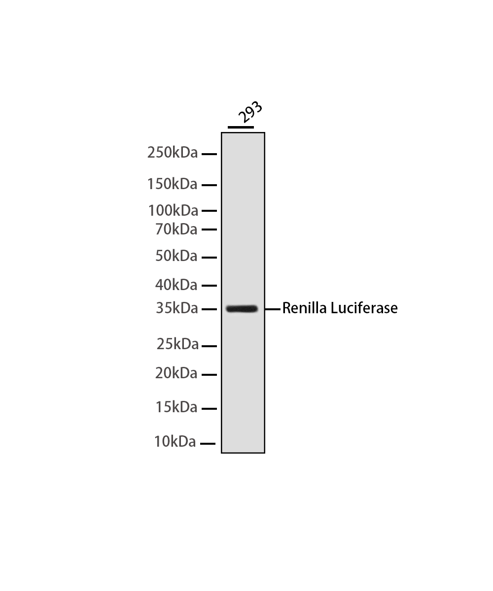 Renilla Luciferase Rabbit mAb