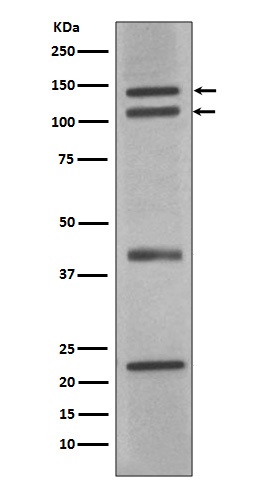 nNOS Rabbit mAb