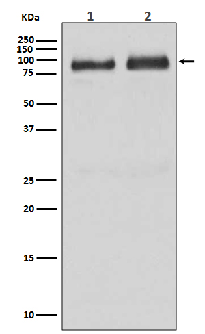 B Raf Rabbit mAb