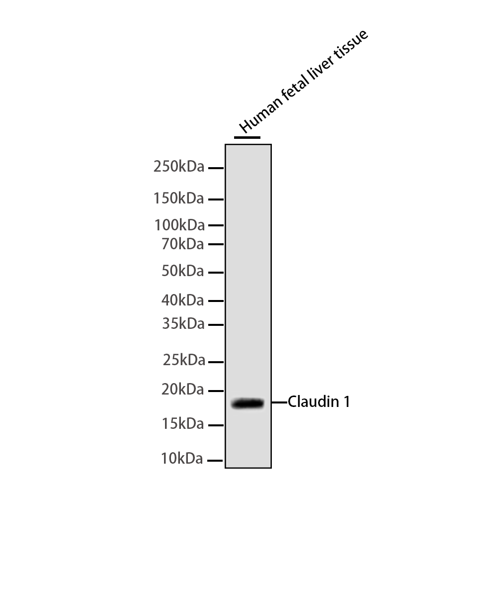Claudin 1 Rabbit mAb