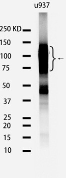CD36 Rabbit mAb